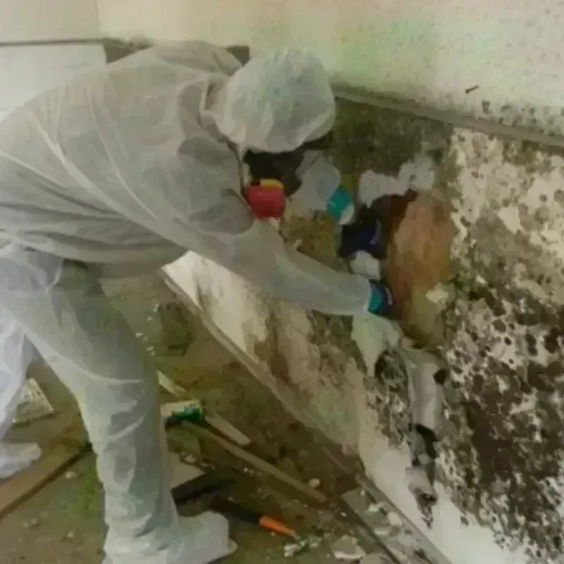 Mold Remediation and Removal in Orinda, CA